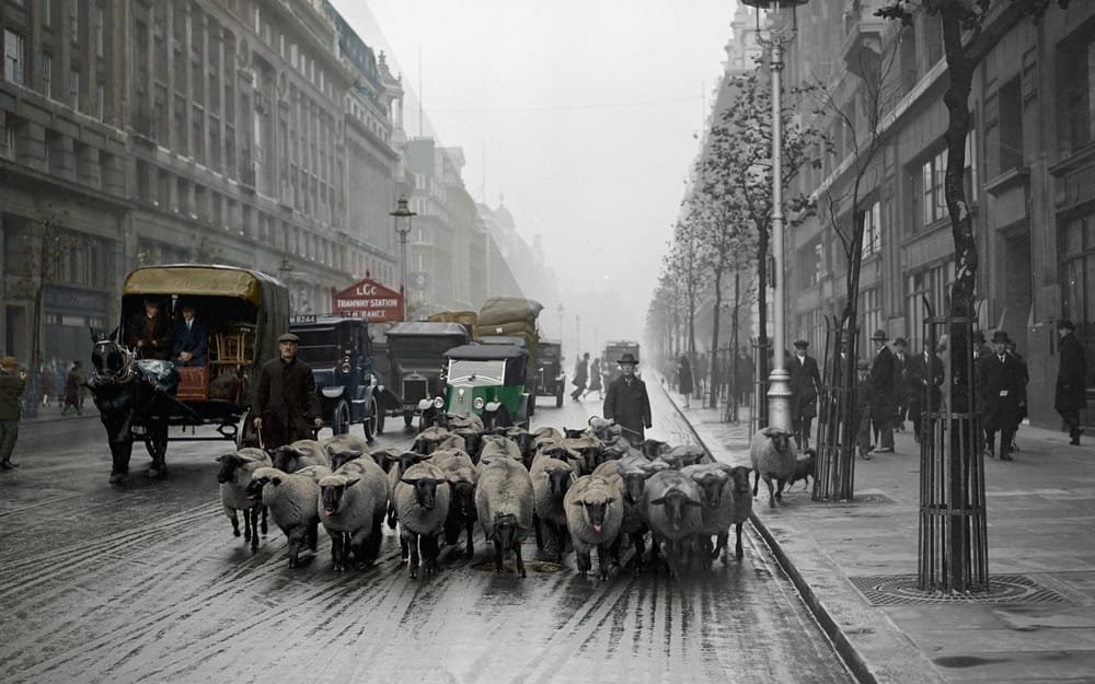 Driving a Flock of Sheep through London, 1926 post image