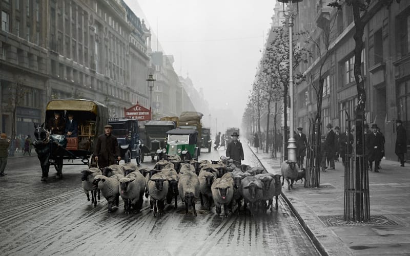 Driving a Flock of Sheep through London, 1926 post image